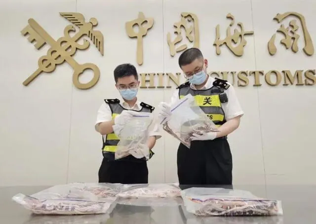 En junio se detuvo a otro hombre que intentaba pasar de contrabando 454 tortugas en peligro de extinción de Macao a China continental. Foto: AFP   