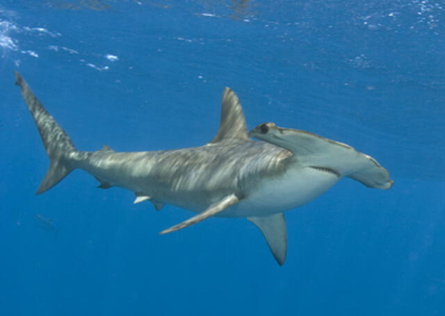 Tiburón martillo en las costas de Quintana Roo.