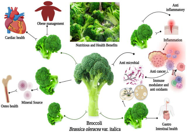 El consumo de brócoli aporta diversos beneficios a la salud. Foto: Bio Render   