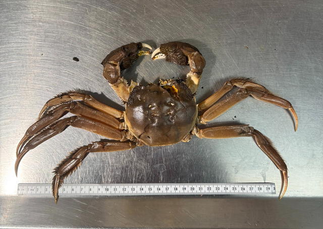  A fisherman caught this mitten crab and immediately reported finding it to ODFW. Photo: Oregon Department of Fish and Wildlife   