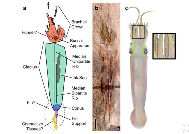 Segmentos del calamar vampiro. Verde azulado = gladius (esqueleto interno); Anaranjado = cabeza; Marrón = aparato bucal; gris = saco de tinta; Magenta = soporte de aleta. Foto: Whalen and Landman / Nature Communications