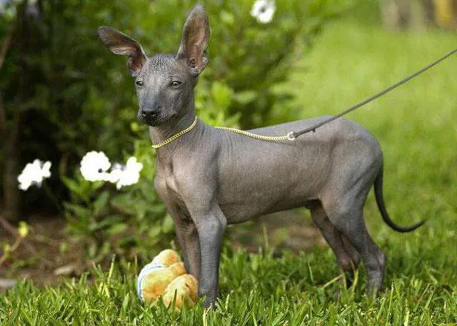 El perro peruano es uno de los mas singulares del mundo debido a su ausencia de pelaje.