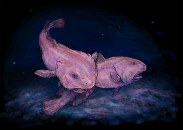 Los peces borrones pueden tener color grisáceo o rosado. Ilustración: Rachel Caauwe    