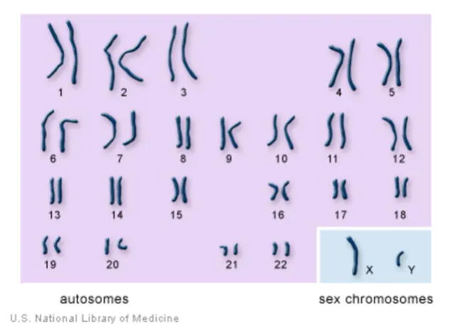 Los seres humanos poseemos 23 pares de cromosomas, de los cuales uno de ellos determinan nuestro sexo. Foto: U. S. National Library of Medicine