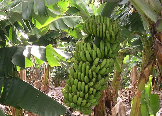 El plátano es cultivado en regiones tropicales, lo que facilitó su cultivo alrededor del mundo. Foto: Wikipedia/Lviatour    