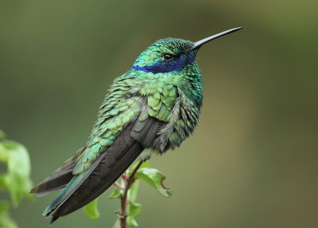 El colibrí de esta especie suele mantenerse en lugares alejados de la ciudad. Foto: Luke Seitz / eBird   