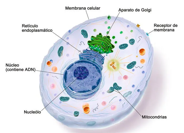 Partes de una célula. Foto: NIH