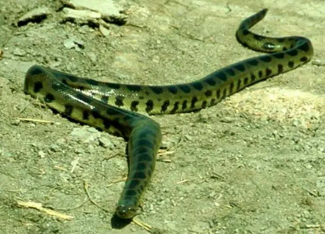 La anaconda Eunectes beniensis es endémica de Bolivia. Foto: Lutz Dirksen