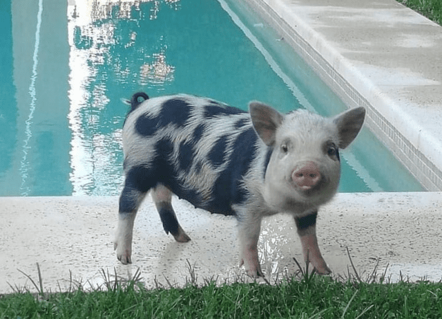 La chanchita tenía 3 años y su antigua dueña la tuvo que dar en adopción porque no podía tenerla más. Foto: Clarín