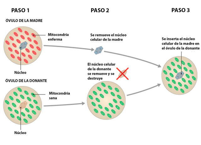  Así es el tratamiento de donación mitocondrial. Foto: HFEA / BBC   