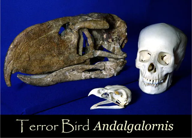  Cráneo del ave del terror Andalgalornis comparado con el cráneo de un humano. Foto: witmerlab   