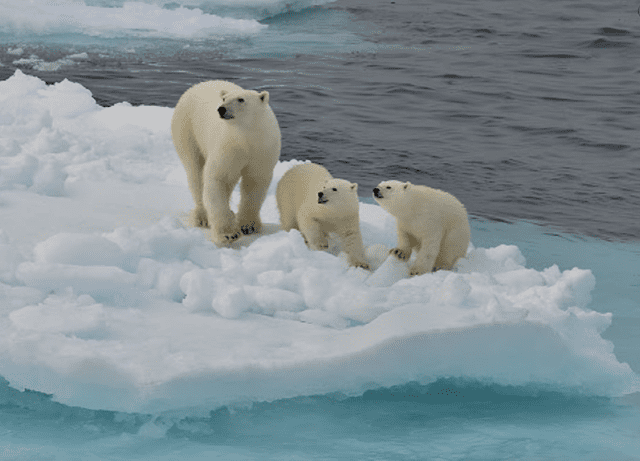 Los animales del Ártico poseen adaptaciones físicas que les permiten sobrevivir en temperaturas bajas. Foto: National Geographic   