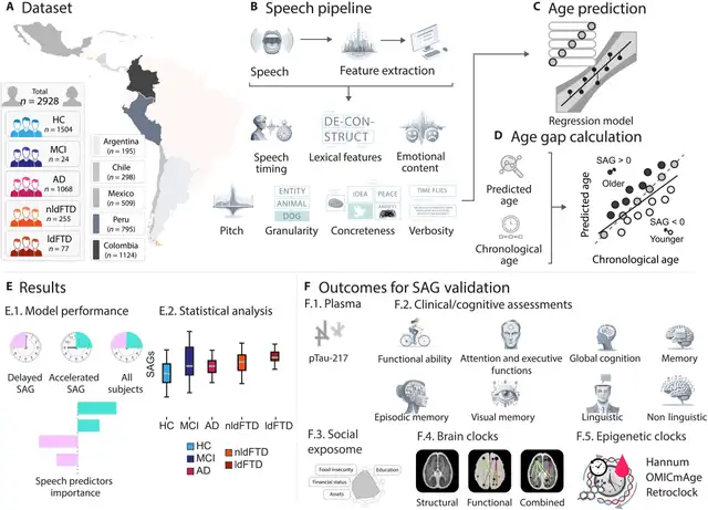Estudio con 2928 latinos para predecir su edad con IA mediante el habla y evaluar el envejecimiento cerebral y cognitivo. Foto: Science Advances Estudio con 2928 latinos para predecir su edad con IA mediante el habla y evaluar el envejecimiento cerebral y cognitivo. Foto: Science Advances