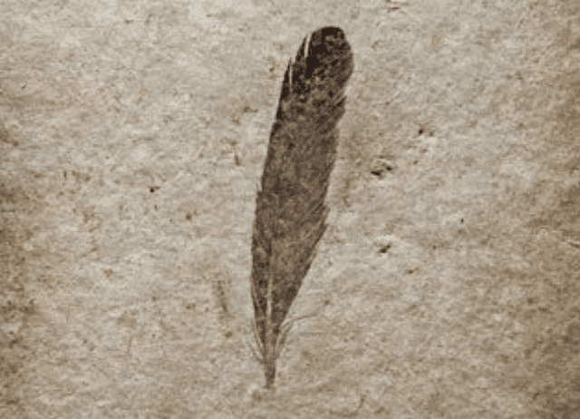 Archaeopterix lithographica, foto tomada en el Museo de Historia Natural de la Universidad Humboldt, Berlín. Foto: Robert Clark 