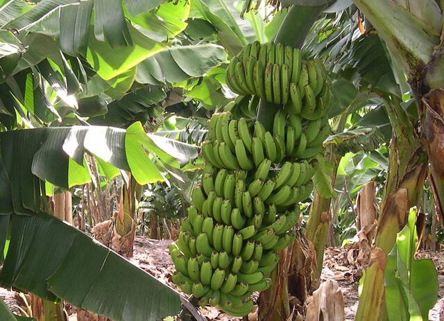  Planta de plátano cavendish. Foto: Wikipedia/Lviatour   