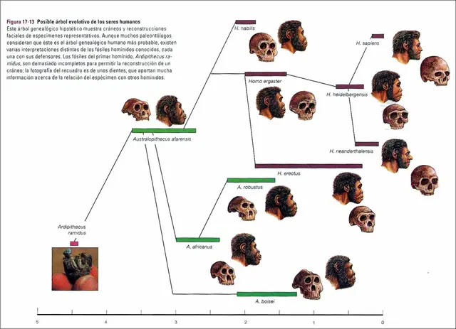 Representación del árbol evolutivo humano.    