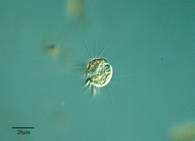 Las halterias pueden alimentarse de virus que habitan en el agua e incluso crecer con una dieta solo de virus. Foto: Flickr