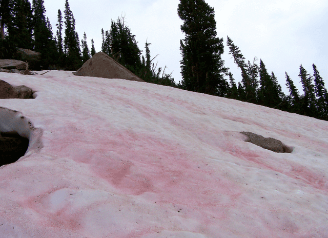 La nieve de sandía es considerada uno de los causantes del derretimiento de los glaciares. Foto: difusión   