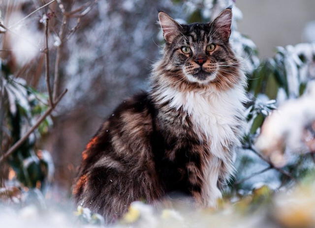 Descubre la raza de gato doméstico más grande del mundo originaria de América que puede pesar hasta 9 kg