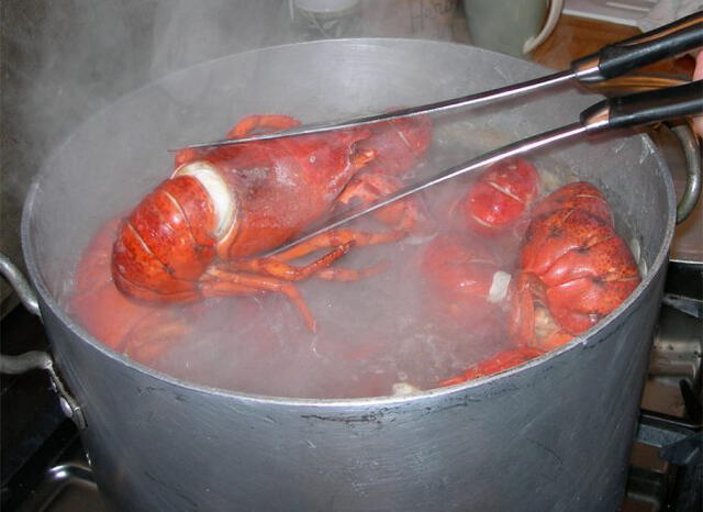Antes se creía que los crustáceos no sentían el dolor suficiente cuando se les introducía en recipientes para cocinarlos vivos. Foto: Gastronomía & CIA