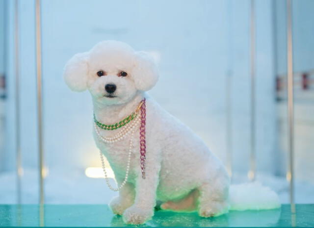 Vivi, famosa mascota de Sehun, en MV de "On Me". Foto: captura