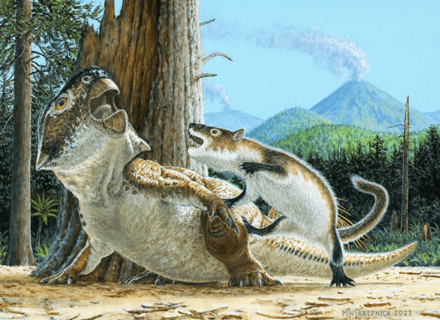 Ilustración de la batalla entre un mamífero (Repenomamus robustus) y un dinosaurio (Psittacosaurus). Foto: Michael W. Skrepnick   