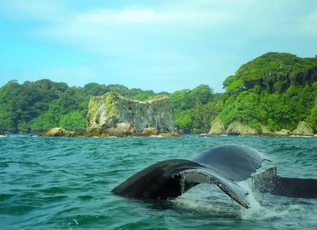 Tras el cierre de la prisión, se iniciaron esfuerzos para restaurar el ecosistema de la isla y convertirla en un Parque Nacional Natural. Foto: Spanish in Colombia   
