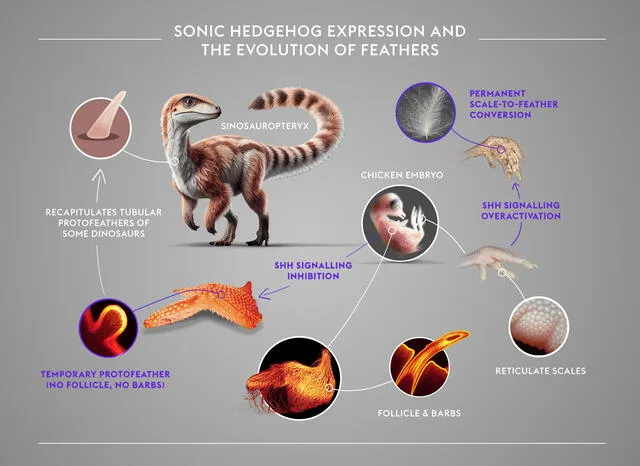 Modificar el gen Sonic Hedgehog puede transformar diferentes aspectos del desarrollo en los pollos. Foto: Michel Milinkovitch Modificar el gen Sonic Hedgehog puede transformar diferentes aspectos del desarrollo en los pollos. Foto: Michel Milinkovitch