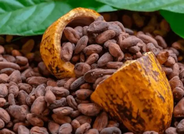 Cacao Cacao