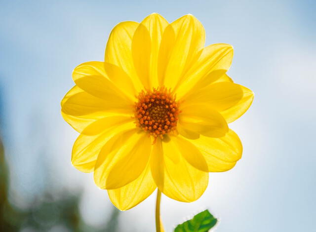 Flores amarillas | origen de las flores amarillas | por qué se regalan flores amarillas | 21 de marzo
