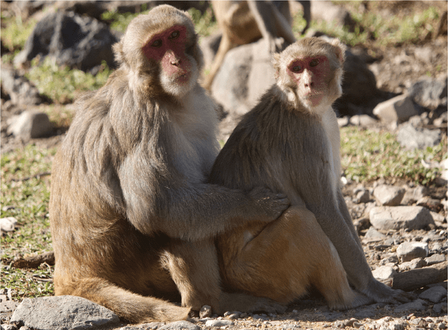  El sexo entre monos rhesus machos ayudaría a reforzar lazos, según el estudio. Foto: WIley Online Library   