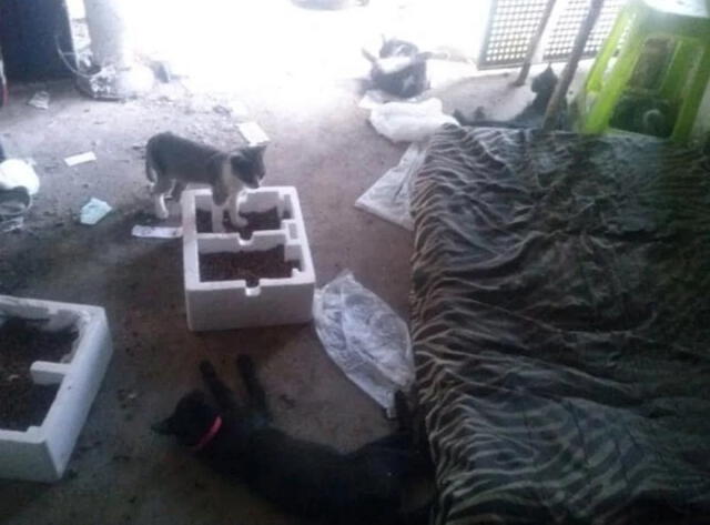 La casa de Pereg estaba llena de gatos y vivía en muy malas condiciones. Foto: Clarín