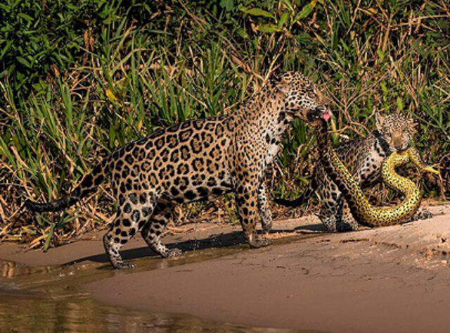 Una pareja de jaguares que cazaban una anaconda fue una de las finalistas. Foto: Michel Zoghzhog