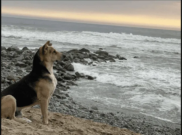 El perro Vaguito (el real) esperando a su dueño en la orilla del mar. Foto: Perfil   