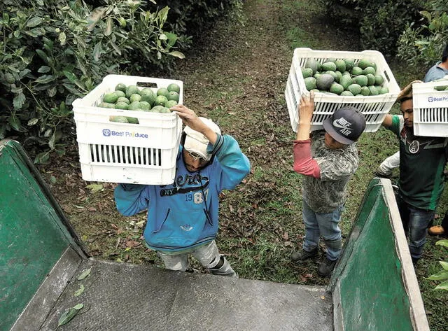 La palta es también uno de los productos mayormente exportados. Foto: Andina   
