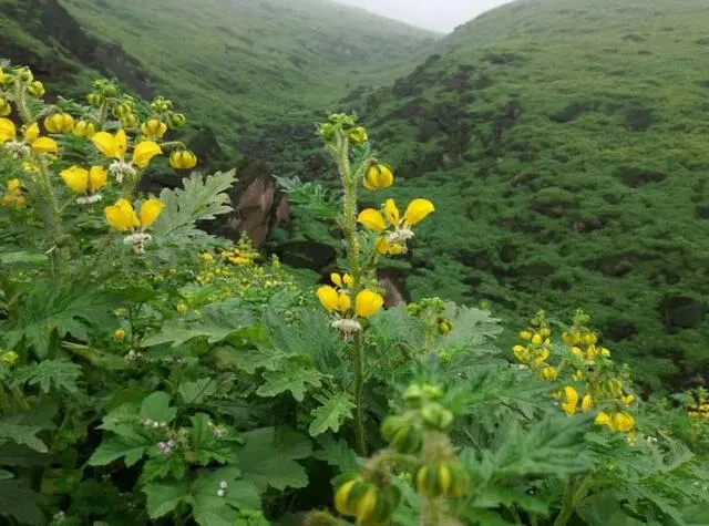 Para caminar por las lomas de Primavera, se recomienda usar ropa ligera y si es posible un bastón de trekking. Foto: Actualidad Ambiental   