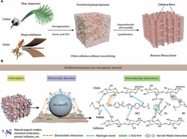 La esponja está hecha de biopolímeros, combinando celulosa de algodón y hueso de calamar, lo que la hace ecológica y biodegradable. Foto: Science Advances   