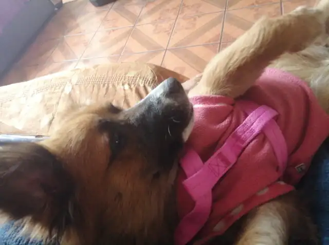 Puca vive en las calles de San Martín de Porres y está en riesgo de abandono. Foto: Difusión Puca vive en las calles de San Martín de Porres y está en riesgo de abandono. Foto: Difusión