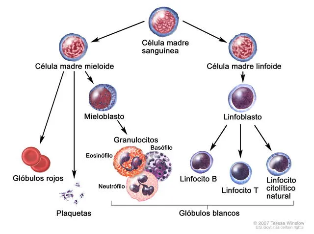Evolución de una célula sanguínea. Foto: Terese Winslow - National Institutes of Health (NIH)