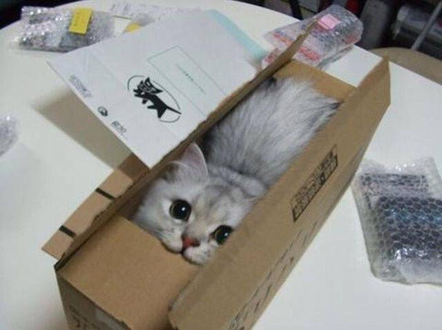  Los gatos se meten en cajas de todo tamaño, incluso las pequeñas. Foto: Pinterest   