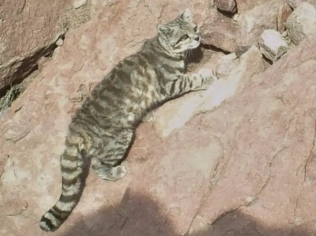  Hábitat usual del gato andino: rocoso, árido y a grandes alturas. Foto: Explora Hotels 