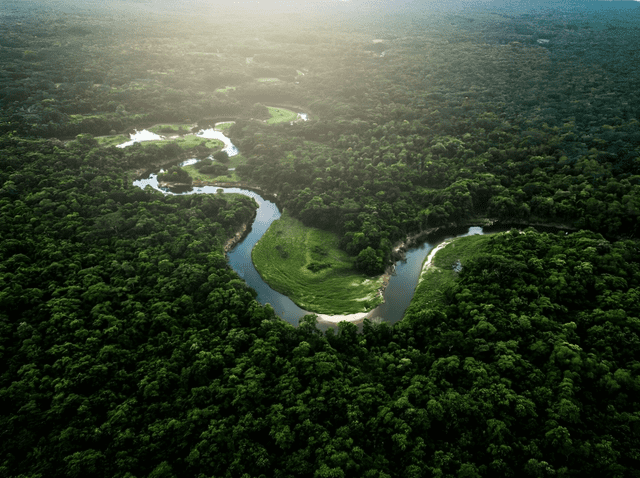 La selva amazónica es la selva tropical más grande del mundo y existe desde hace más de 50 millones de años. Foto: iStock   