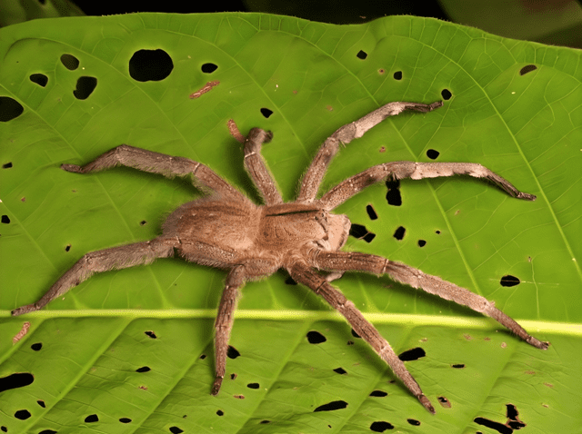 Solo el 1% de las arañas en todo el mundo son venenosas. Foto: Pinterest   