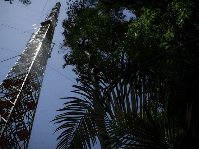 La torre que se erigió en el corazón del Amazonas es un proyecto conjunto entre científicos brasileños y alemanes. Foto: AFP   