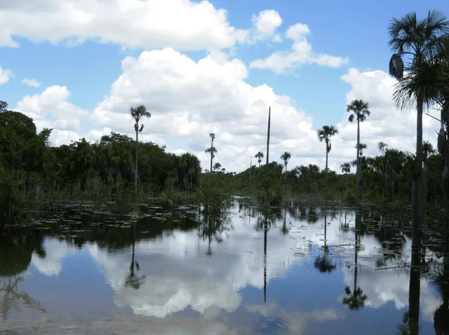 Los manglares son formaciones vegetales leñosas, densas, y pueden ser arbóreas o arbustivas, con alturas que varían entre 1 y 30 metros. Foto: iStock   