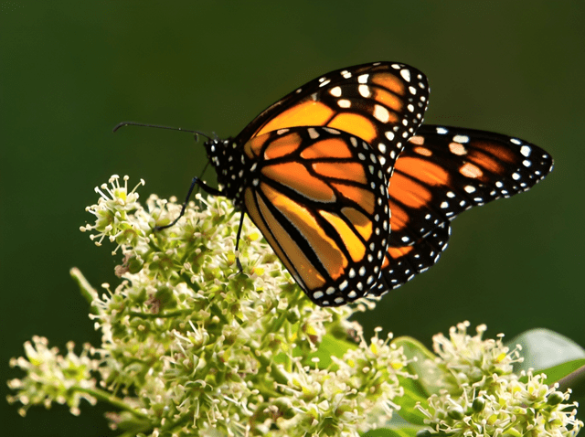 Las mariposas contribuyen significativamente a la polinización de muchas plantas. Foto: iStock   