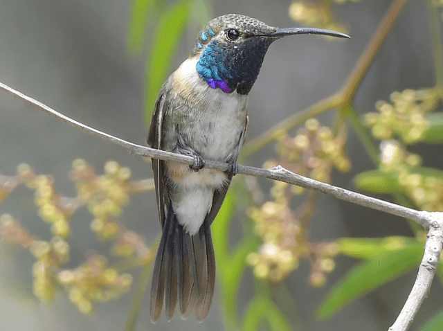 Esta especie de colibrí mide hasta 9 centímetros de largo. Foto: Dennis Osorio / eBird   