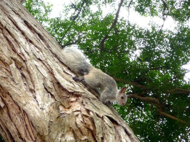  El parque El Olivar es uno de los lugares en Lima donde encontrarás ardillas entre los árboles. Foto: Facebook 