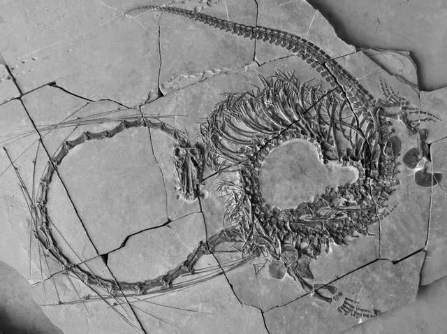  El Dinocephalosaurus estaba adaptado a la vida marina, con aletas en sus extremidades y una dieta basada en peces. Foto: National Museums Scotland   