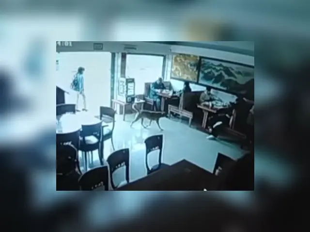 Cámaras de seguridad captaron a Caramelo en restaurante frente a San Marcos. Foto: Difusión. Cámaras de seguridad captaron a Caramelo en restaurante frente a San Marcos. Foto: Difusión.